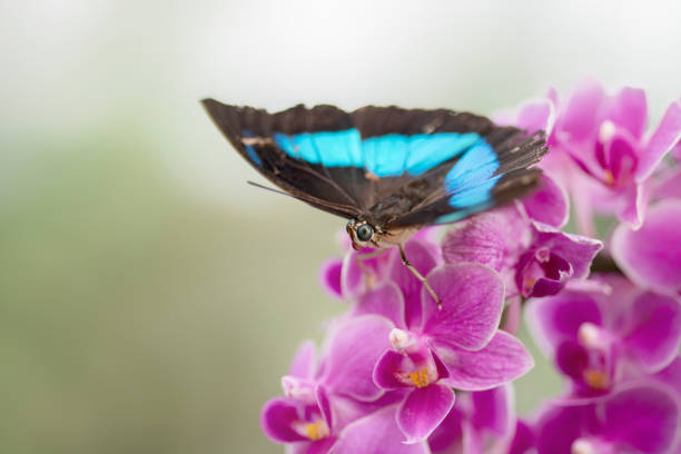 Beautiful blue Morpho  (Morpho menelaus) Tropical Butterfly on a pink orchid flower.