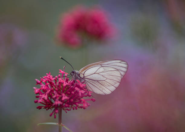 istock Beautiful Black-Veined White butterfly (Aporia crataegi), on pink flower. 1286476573