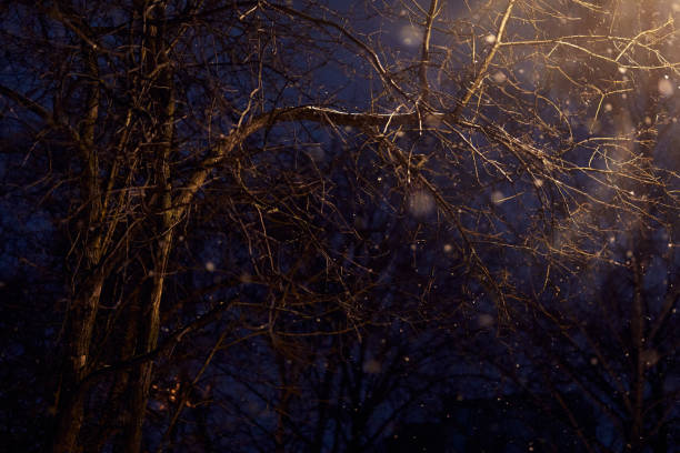 istock Snow around a tree in the light of a lantern 1286477497