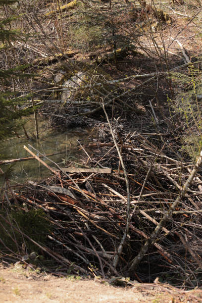 istock beaver shelter house built with branches 1286480874
