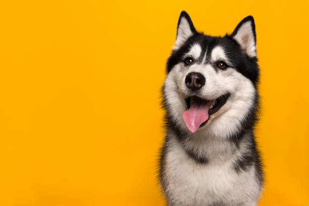 retrato de un husky siberiano mirando a la cámara con la boca abierta sobre un fondo amarillo - mouth open fotos fotografías e imágenes de stock