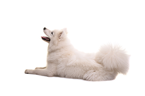 White samoyed dog lying down seen from the back with mouth open looking up isolated  on a white background