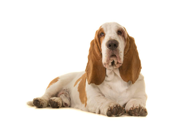 istock Basset hound lying down looking at the camera isolated on a white background 1286481958