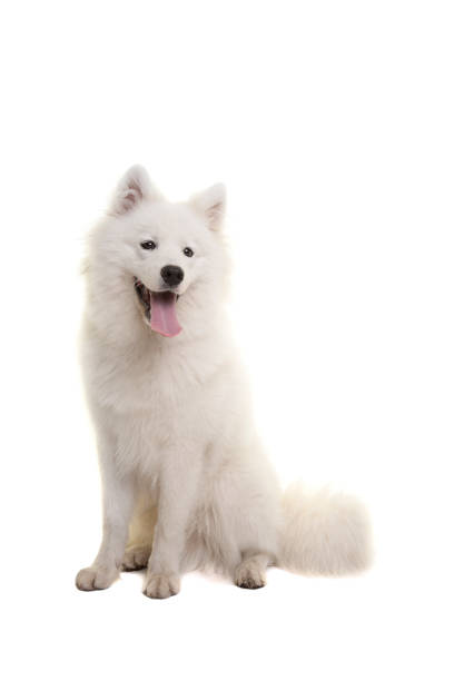 istock White samoyed dog sitting with mouth open isolated on a white background 1286482078