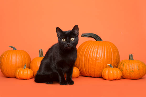 istock Pretty black cat between orange pumpkins on an orange background 1286482141