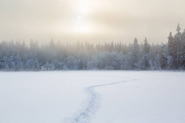 kalter winterlicher landschaftsblick mit bahnen im schnee in den wald - forrest lake lichtstimmung nebel stock-fotos und bilder