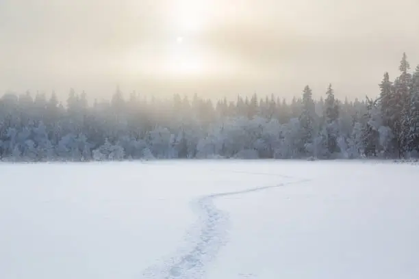 Photo of Cold wintry landscape view with tracks in the snow into the woods