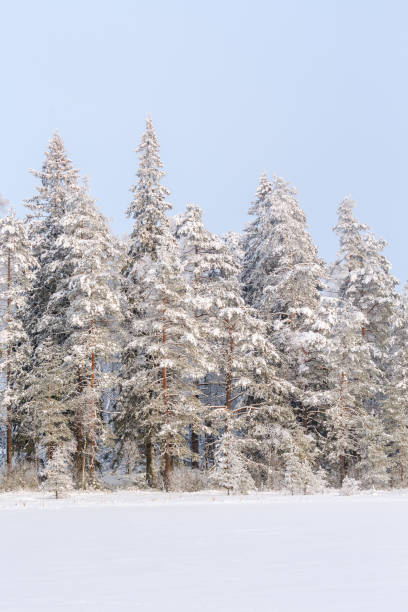 istock Winter coniferous forest with snow and frost on the trees 1286482216