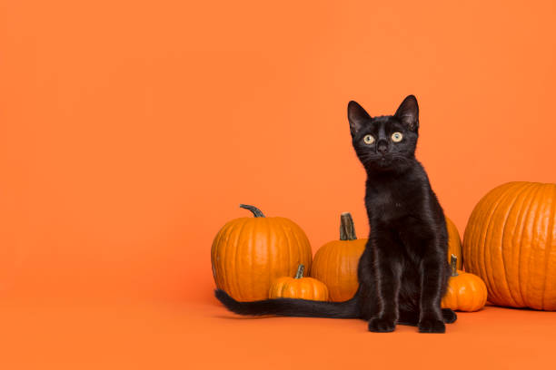 bonito gato negro entre calabazas naranjas sobre un fondo naranja - orange halloween fotos fotografías e imágenes de stock