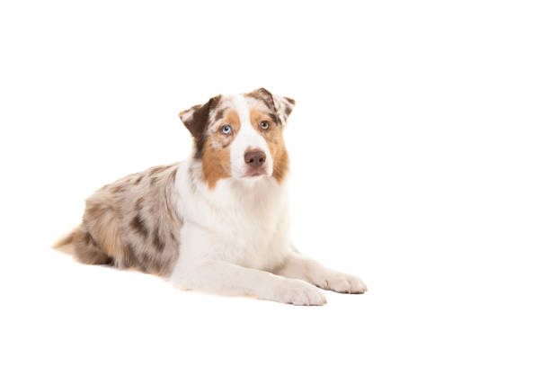Pretty australian shepherd dog looking at the camera lying down isolated on a white background