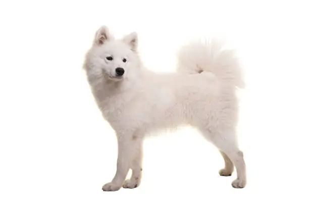 White samoyed dog standing seen from the side isolated on a white background