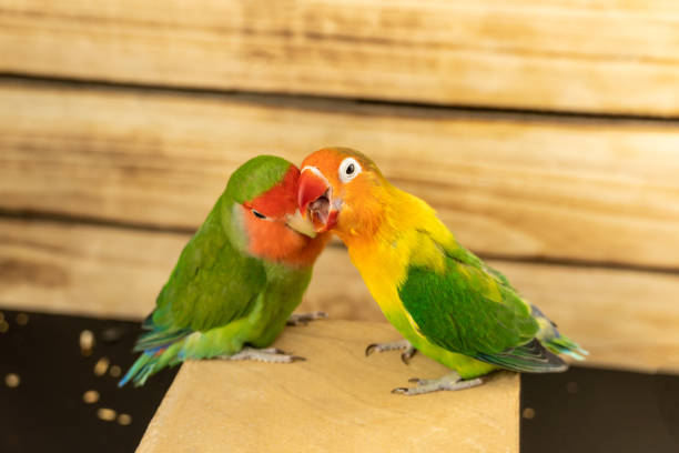 istock Two multi-colored inseparable parrots on a wooden background. One gnaws the other. 1286485625
