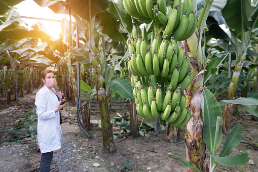 Tenerife, Canary islands, Spain - August 20, 2012: Worker loading bunches of bananas in a plantation in the north of the island