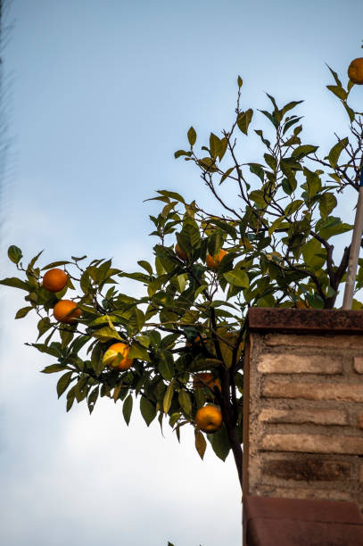 istock mandarin plant outside a house 1286486959