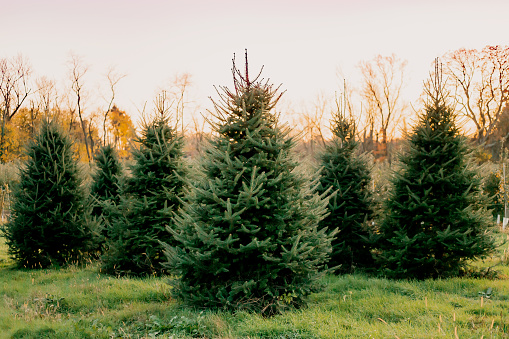Large Christmas trees and baby tree rows at sunset detail shots included