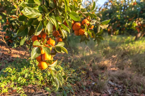 Harvesting. Persimmon trees with green foliage and branches strewn with hanging ripe fruits on blurred background