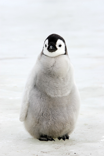 Emperor Penguin in Snow Hill Island