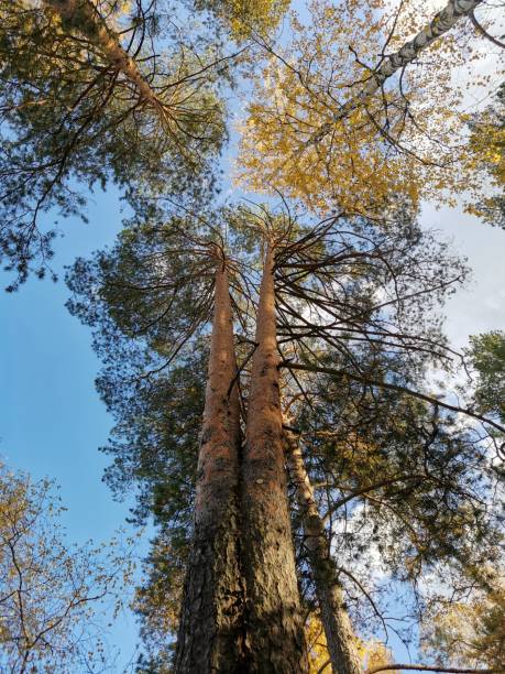 istock look up at the autumn forest against the blue sky 1286489588