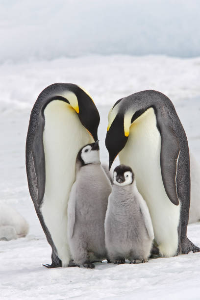 Emperor Penguin Emperor Penguin in Snow Hill Island animal family photos stock pictures, royalty-free photos & images