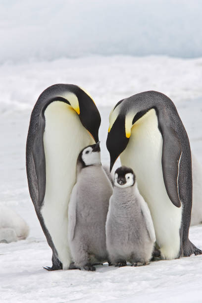 emperor penguin - antarctica penguin bird animal imagens e fotografias de stock