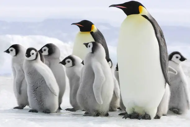 Photo of Emperor Penguin