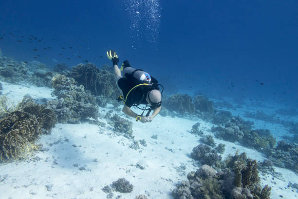 istock Single scuba diver over a coral reef, air bubbles, underwater landcape 1286490369