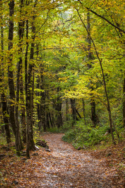 istock Pathway in the forest on the Kraiynaya Polyana. Sochi, Russia 1286490929