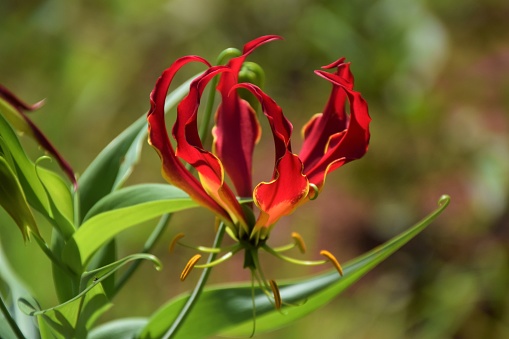 A flame lily in its natural environment in Zimbabwe