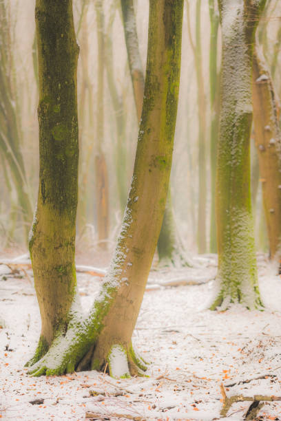 Beech trees with dramatic shapes in a  misty and snowy  forest during a cold snowy winter day. The forest ground is covered with snow and fallen leaves. The light fog is giving the forest a desolate and depressing atmosphere.