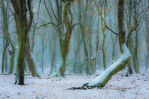 Beech trees with dramatic shapes in a  misty and snowy  forest during a cold snowy winter day. The forest ground is covered with snow and fallen leaves. The light fog is giving the forest a desolate and depressing atmosphere.
