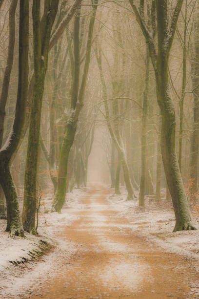 istock Path through a misty Beech tree forest during a foggy winter day with a gloomy atmosphere 1286492391
