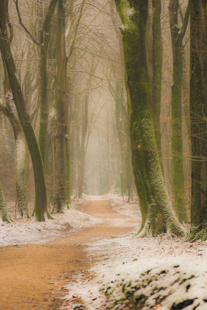 istock Path through a misty Beech tree forest during a foggy winter day with a gloomy atmosphere 1286492415