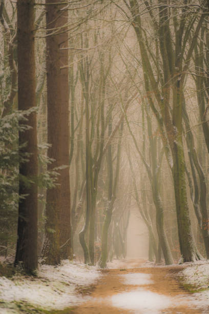 istock Path through a misty Beech tree forest during a foggy winter day with a gloomy atmosphere 1286492460