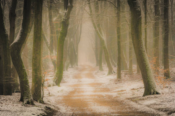 istock Path through a misty Beech tree forest during a foggy winter day with a gloomy atmosphere 1286492569