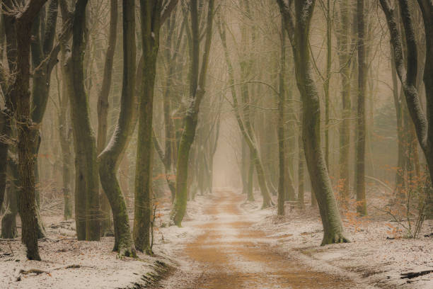 istock Path through a misty Beech tree forest during a foggy winter day with a gloomy atmosphere 1286492663