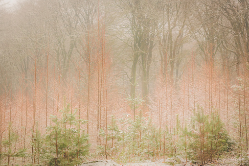 Snowy red pine tree forest during a cold winter morning with large green pine trees in the background in the Speulderbos forest in the Veluwe Nature reserve, Gelderland, The Netherlands. There is some snow on the pine trees and a bit of fog in the distance during this cold winter morning.