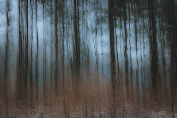 Pine trees in the Speulderbos forest in the Veluwe Nature reserve, Gelderland, The Netherlands. There is some snow on the pine trees and a bit of fog in the distance during this cold winter morning.