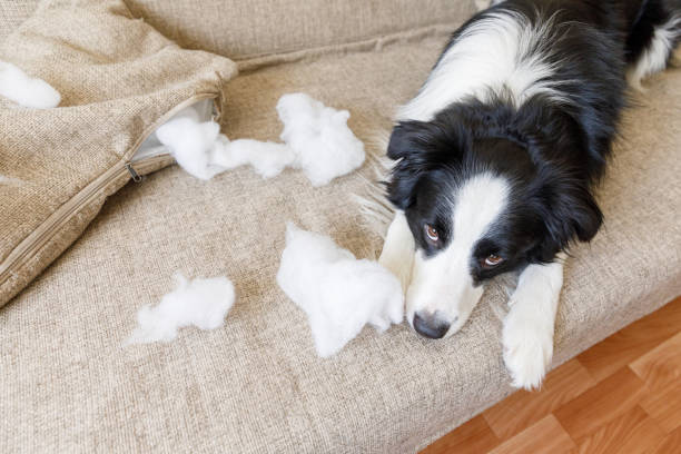 niegrzeczny figlarny szczeniak border collie po zgorszenie gryzienie poduszki leżącej na kanapie w domu. winny pies i zniszczony salon. szkody niechlujny domu i szczeniaka z zabawnym winnym wyglądem - dog home interior loneliness destruction zdjęcia i obrazy z banku zdjęć