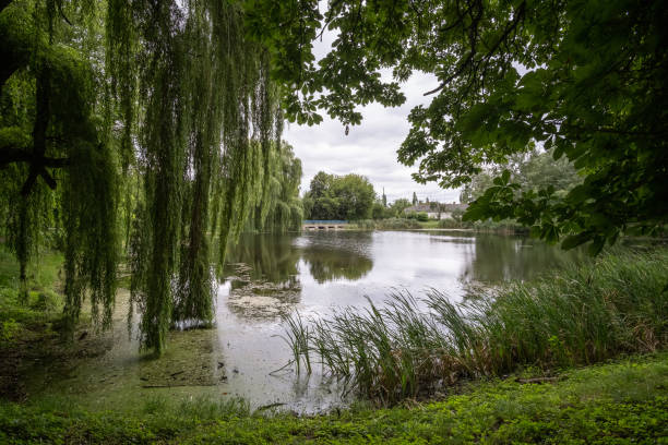istock Willow near the river. Willow branches hang over the water. Calm landscape. 1286495328