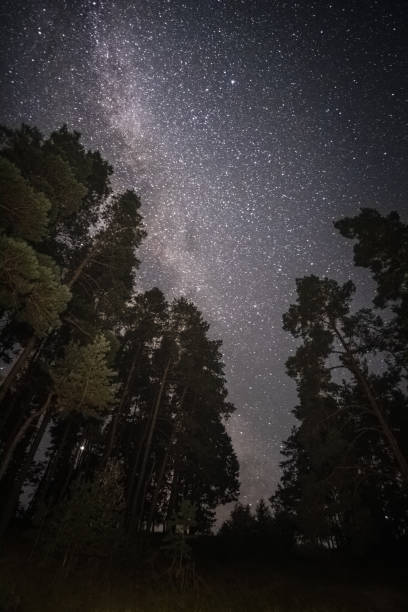 istock a beautiful night sky, the Milky Way and the trees 1286495361