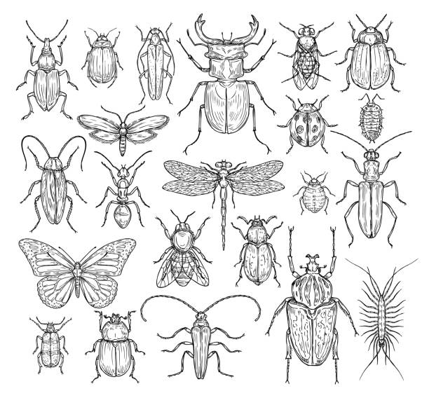 虫の手を描く。蝶、カブトムシとフライ、アリ。トンボ�、てんとう虫とハチ、シラミ、ゴキブリ。レトロスケッチ彫刻ベクトルセット - beetle点のイラスト素材／クリップアート素材／マンガ素材／アイコン素材