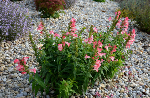 ornamental flower bed above the stone wall by the summer terrace. mulched by a duck. blooming bell and catmint. bright stones and low fragrant herbs bloom long until November like in the Mediterranean stone, red, telephium, sedum, monastery, herb, yard, flat, meadow, steppe, rockery, landscaping, gardening, garden, rock, november, desert, round, bench, turf, racemosa, mussinii, medium, campanula, prairie, gravel, mulching, mulch, pebble, gray, aromatic, greenery, blooming, blossom, wide, bloom, flower, leaf, park, mint, violet, lamiaceae, medicinal herb, flowerbed, flower bed, nepeta, faassenii, catnip, catmint, cat, white campanula nobody green the natural world stock pictures, royalty-free photos & images