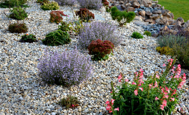 zierblumenbeet über der steinmauer durch die sommerterrasse. von einer ente gemulcht. blühende glocke und katzenminze. helle steine und duftende kräuter blühen lange bis november wie im mittelmeer - mouse rodent animal field mouse stock-fotos und bilder