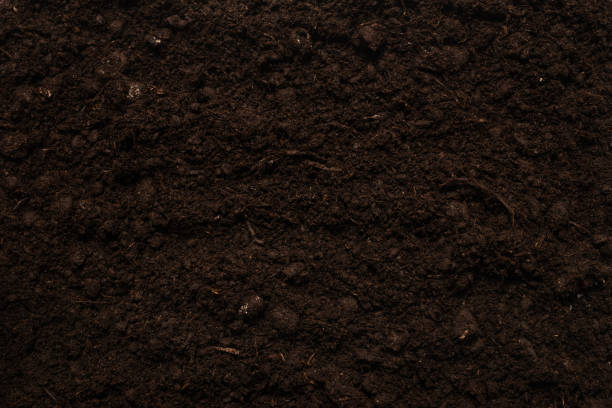 istock Black land for plant background. 1286498827