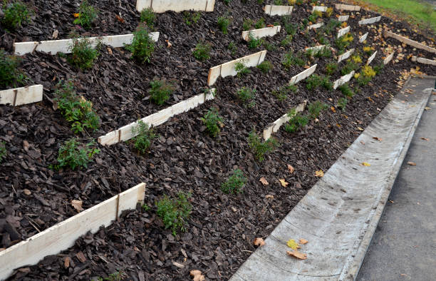 istock Slope stabilization by vegetation planting of shrubs. so that the mulch bark does not slide down by erosion, the whole hill is supported by planks and metal nails. 1286500232
