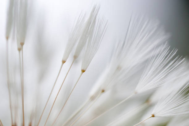 istock The Lightness of Being 1286500353