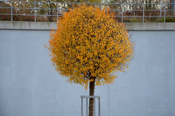 istock low tree comes from the family Rosaceae - pink and the genus Prunus. cumin and forms a dense spherical crown. The leaves are small, glossy and in autumn they turn yellow-orange and red. 1286500431