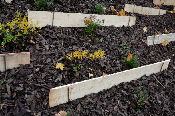 istock Slope stabilization by vegetation planting of shrubs. so that the mulch bark does not slide down by erosion, the whole hill is supported by planks and metal nails. 1286500445