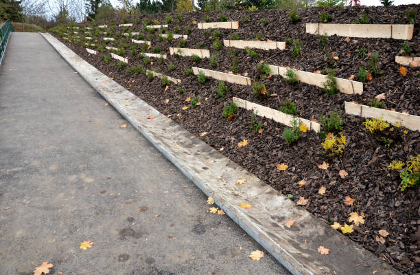 istock Slope stabilization by vegetation planting of shrubs. so that the mulch bark does not slide down by erosion, the whole hill is supported by planks and metal nails. 1286500451