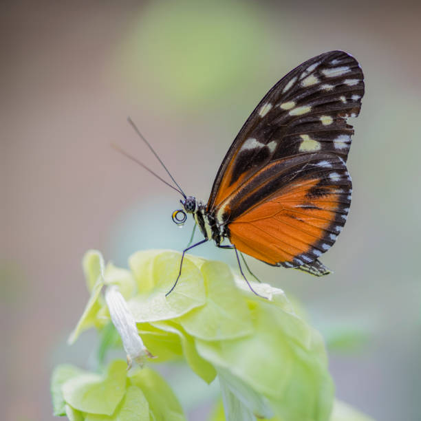 istock Beautiful Tiger longwing (Heliconius hecale) on a beautiful yellow flower 1286500546